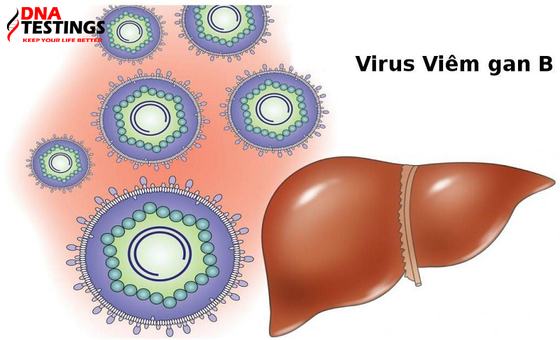 virus viêm gan b