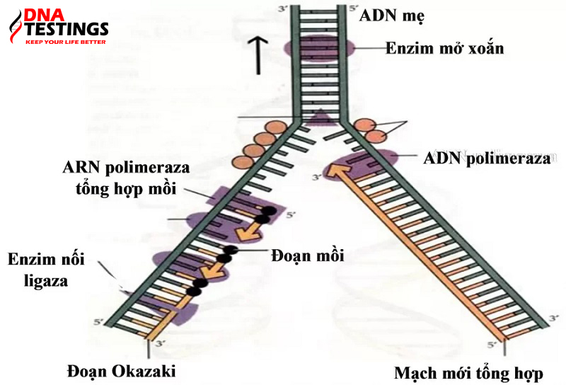 adn polimeraza là gì