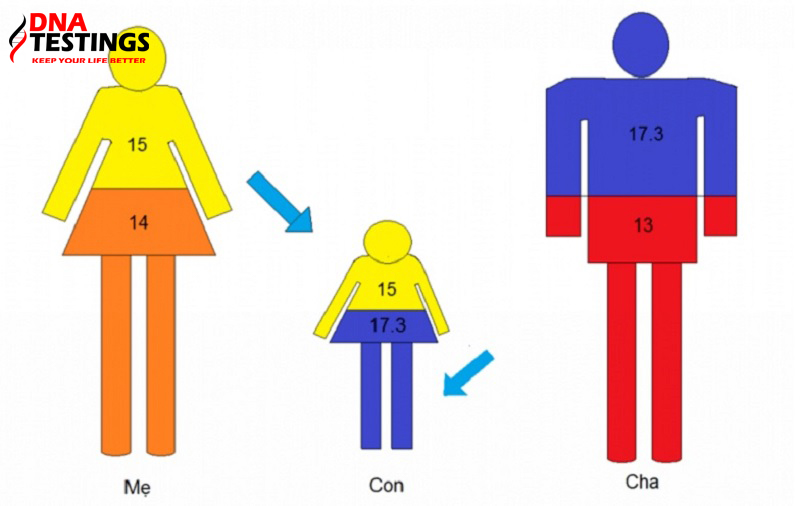 kết quả xét nghiệm adn nói lên điều gì