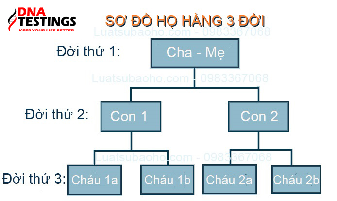 sơ đồ quan hệ huyết thống phạm vi 3 đời