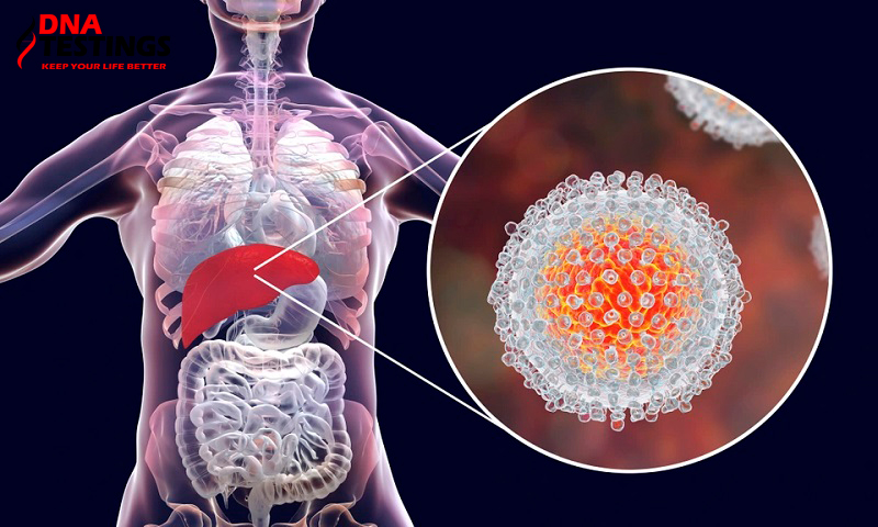 virus viêm gan c