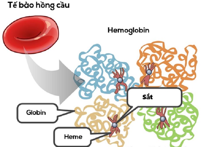 huyết sắc tố (hemoglobin)