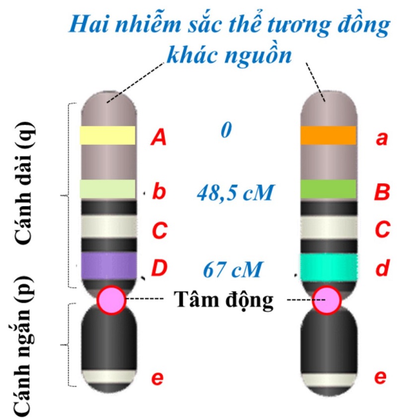 lịch sử hình thành locus