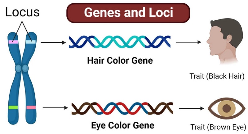 locus gen