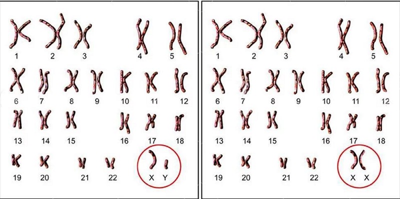 nhiễm sắc thể y trong xác định huyết thống